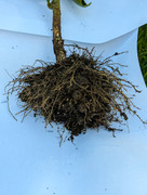 PXL_20240718_134132000