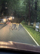 [Image: IMG-1312.jpg]