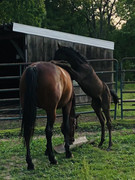 57-C9-E2-F1-1-DC0-4065-8-D83-EFB433046-DCC