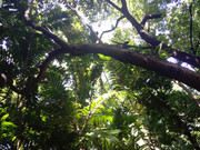 Arroceros-Forest-Park-Manila-Bagras20260716-150953