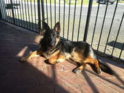 Koda-Dearham