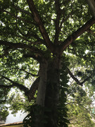 IMG-8839