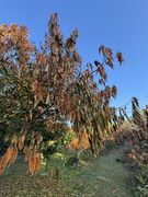 IMG-1759