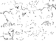 bolshaia-i-malienkaia-sobaka