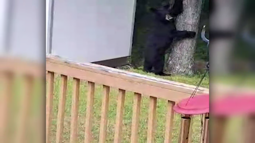 [Image: n1rcsg9as87k.png]