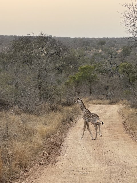 [Linked Image from i.postimg.cc]