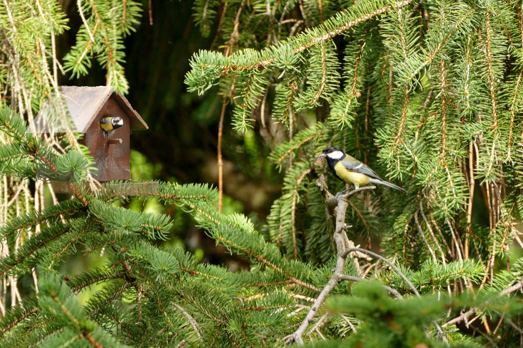 Mésange montage Jany
