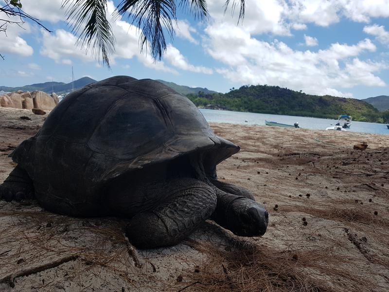 DÍA 3:  PRASLIN – CURIEUSE ISLAND – SAINT PIERRE - Seychelles-2ª parte de nuestra luna de miel. Se puede pedir más? (23)