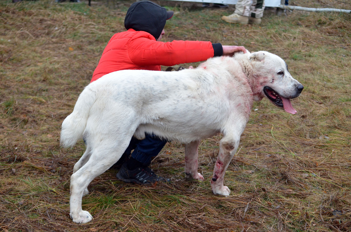 Шаман - Монгол 2 (1)