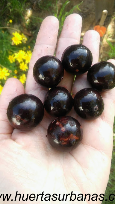 huertasurbanas_com_20181027_085223Jaboticaba_campo_ramon_-1