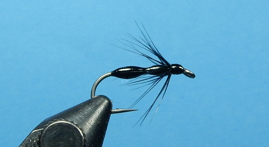 Carpenter-Ant-1080.jpg