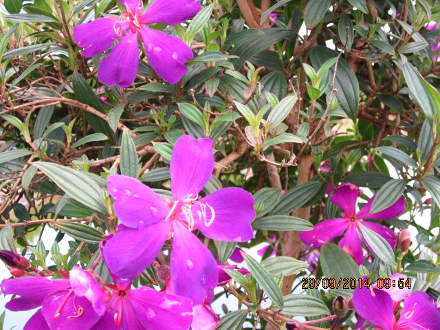 Đà Lạt tháng 8-14