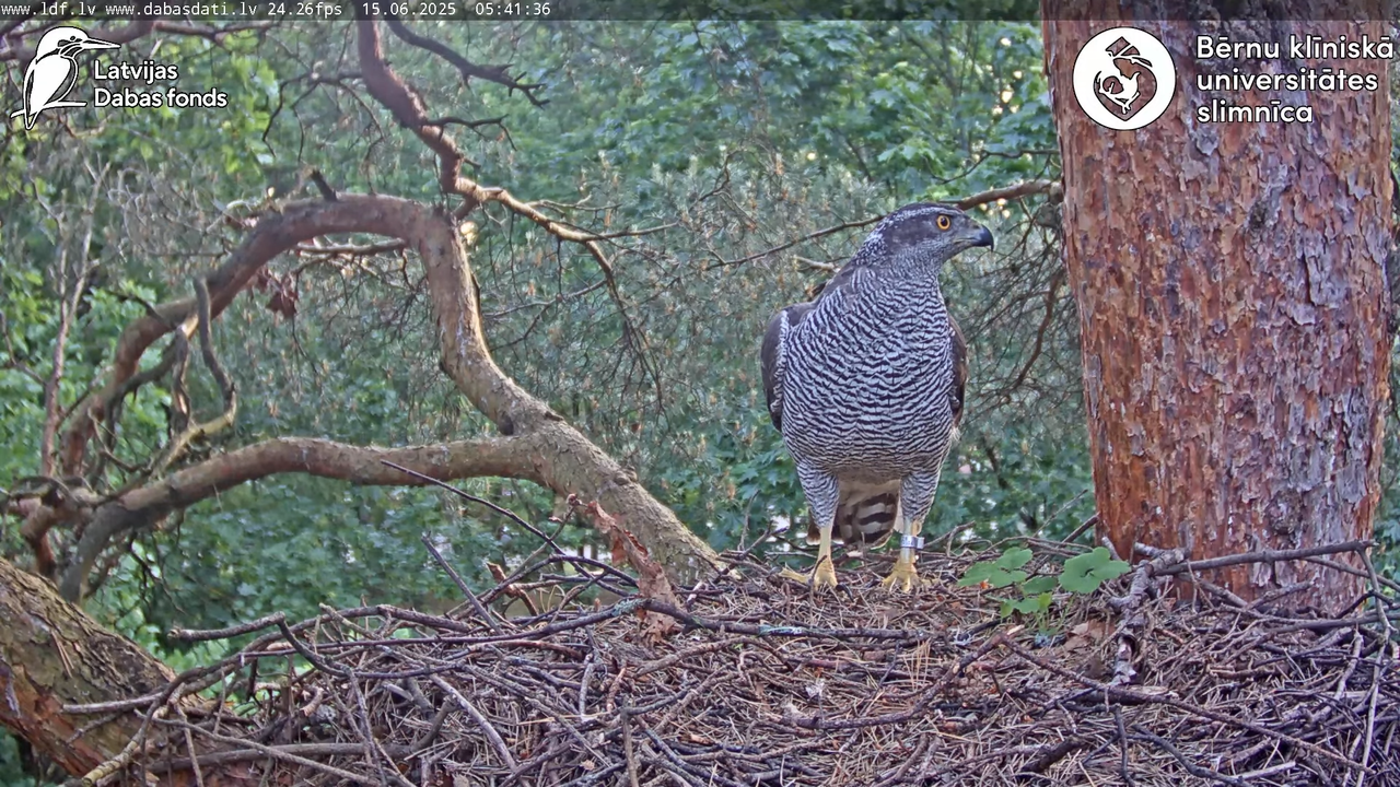 Vistu vanags (Accipiter gentilis) BKUS teritorijā – 2. ligzda 4-25-16 screenshot