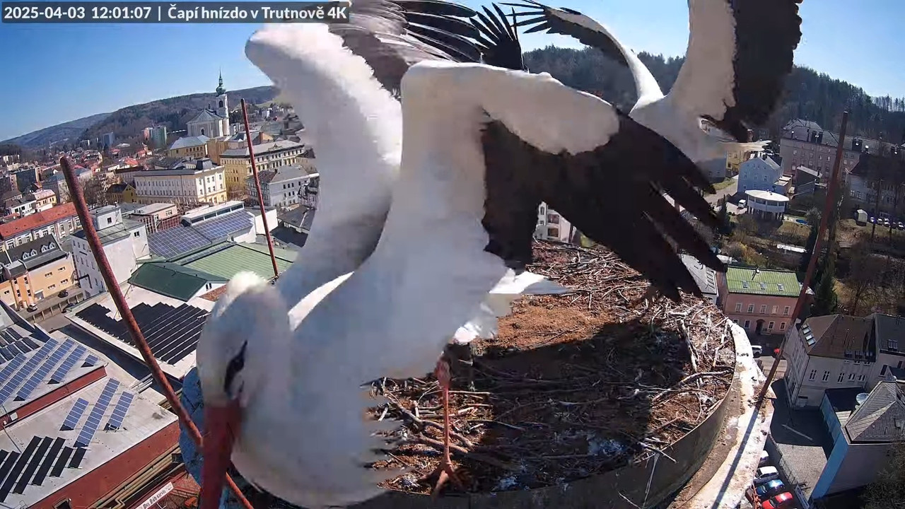 Tiešraidē no stārķa ligzdas uz alus darītavas skursteņa Trutnovā 14-5-52 screenshot (1)