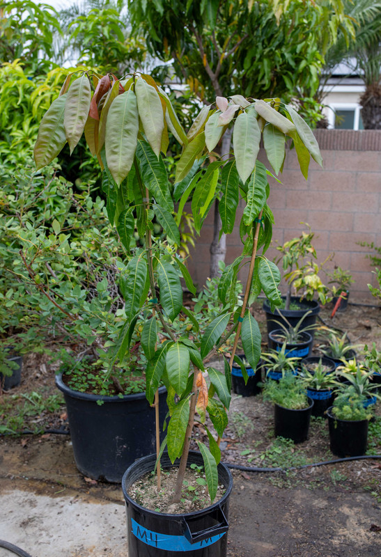 8U1A5390  Zill M4 Mango Tree Seedling with New Growth (9-13-24)