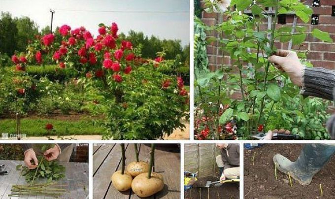 Необычный метод выращивания роза в картошке