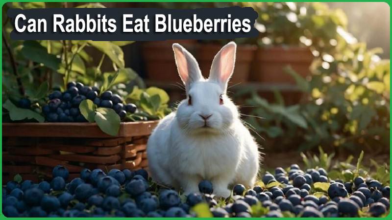 Can Rabbits Eat Blueberries? Nutritional Benefits & Risks