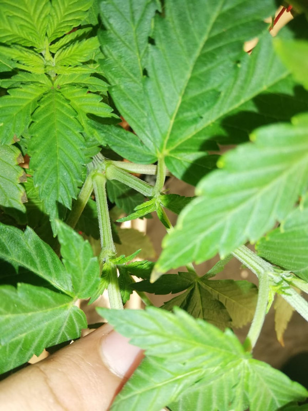 WhatsApp Image 2020-07-07 at 8.06.32 AM (1)