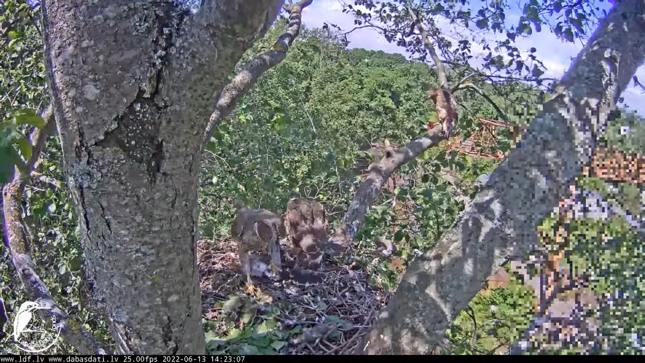 Vistu vanags (Accipiter gentilis) Rīgā - LDF tiešraide __ Goshawks, Riga, Latvia 8-26-43 screenshot