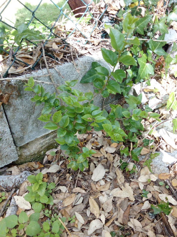 DSC_0315_resized_20190614_101403664