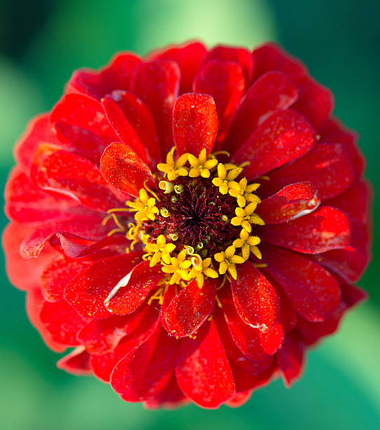 benarys moulin rouge red zinnia flower