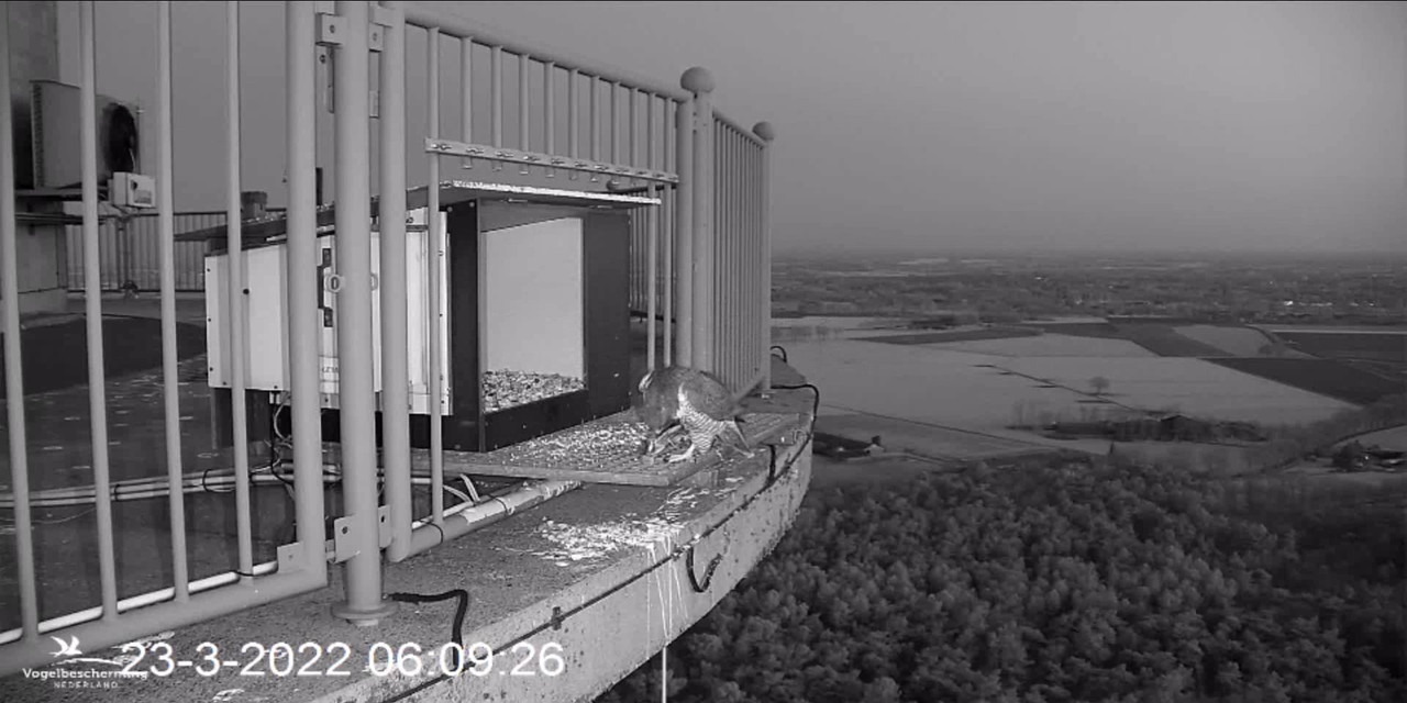 campics BDL 2022 va 20 maart 2022 ©VWGGemert/Vogelbescherming Nederland - Pagina 6 Video-2022-03-23-061149-Trim-Moment-2