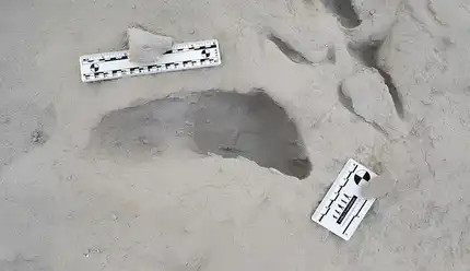 Pegadas fossilizadas de espécies humanas antigas