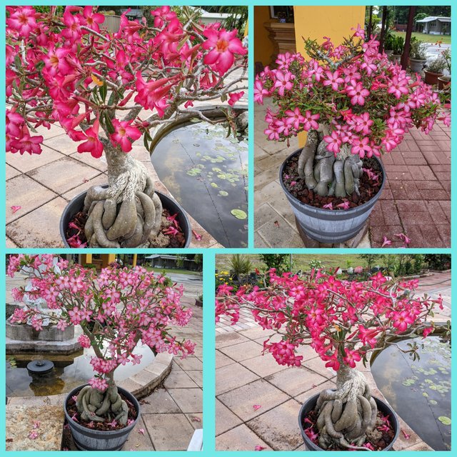 [Image: Photo-Grid-1621014278969.jpg]