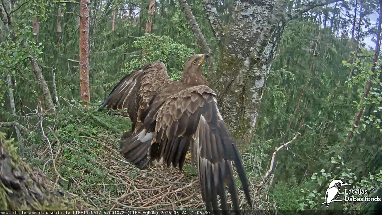 Mazais ērglis (Clanga pomarina), ligzda bērzā 15-28-0 screenshot