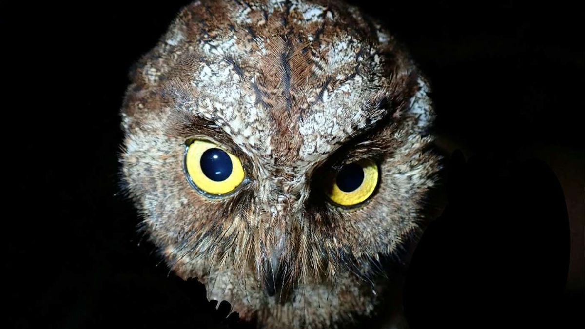 foto scoperta nuova specie gufo africa