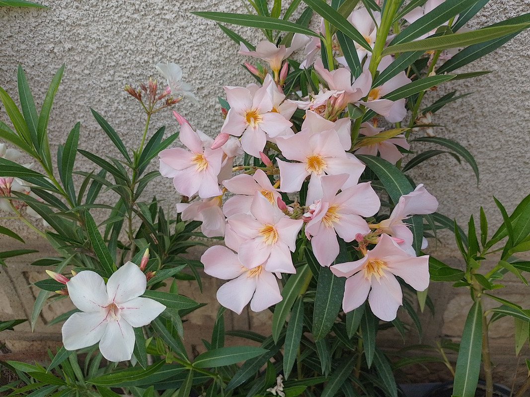 IMG_20250614_174543_HDR