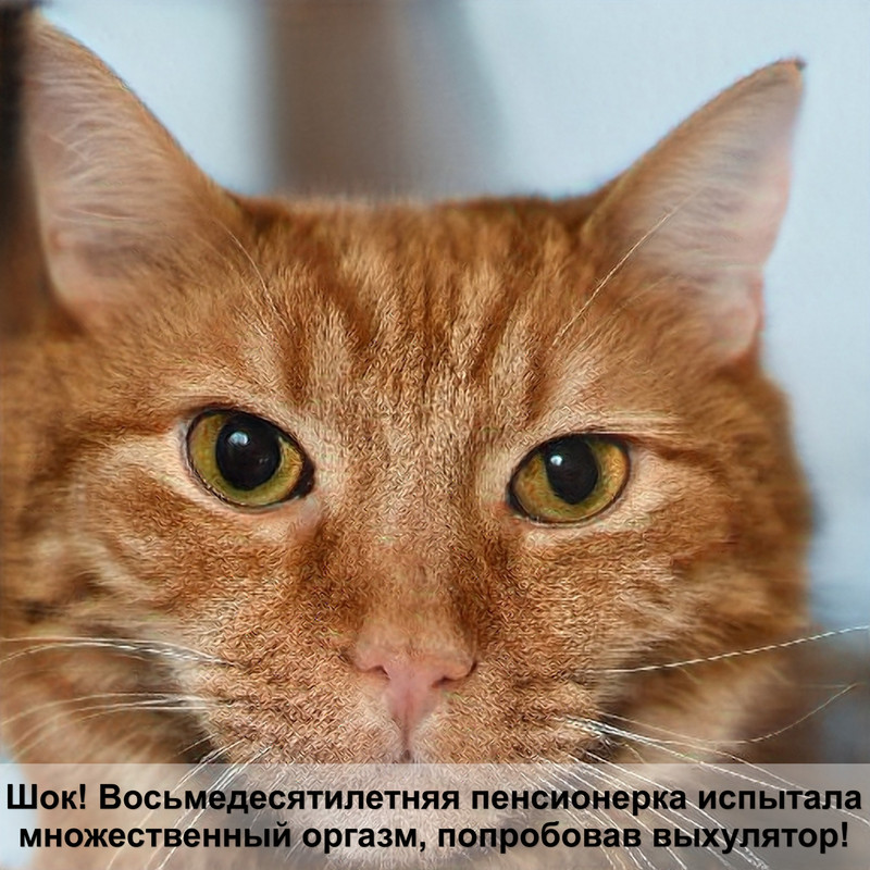 как сделать внутримышечный укол кошке