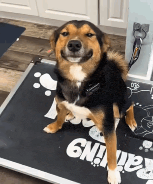 dog-smiling