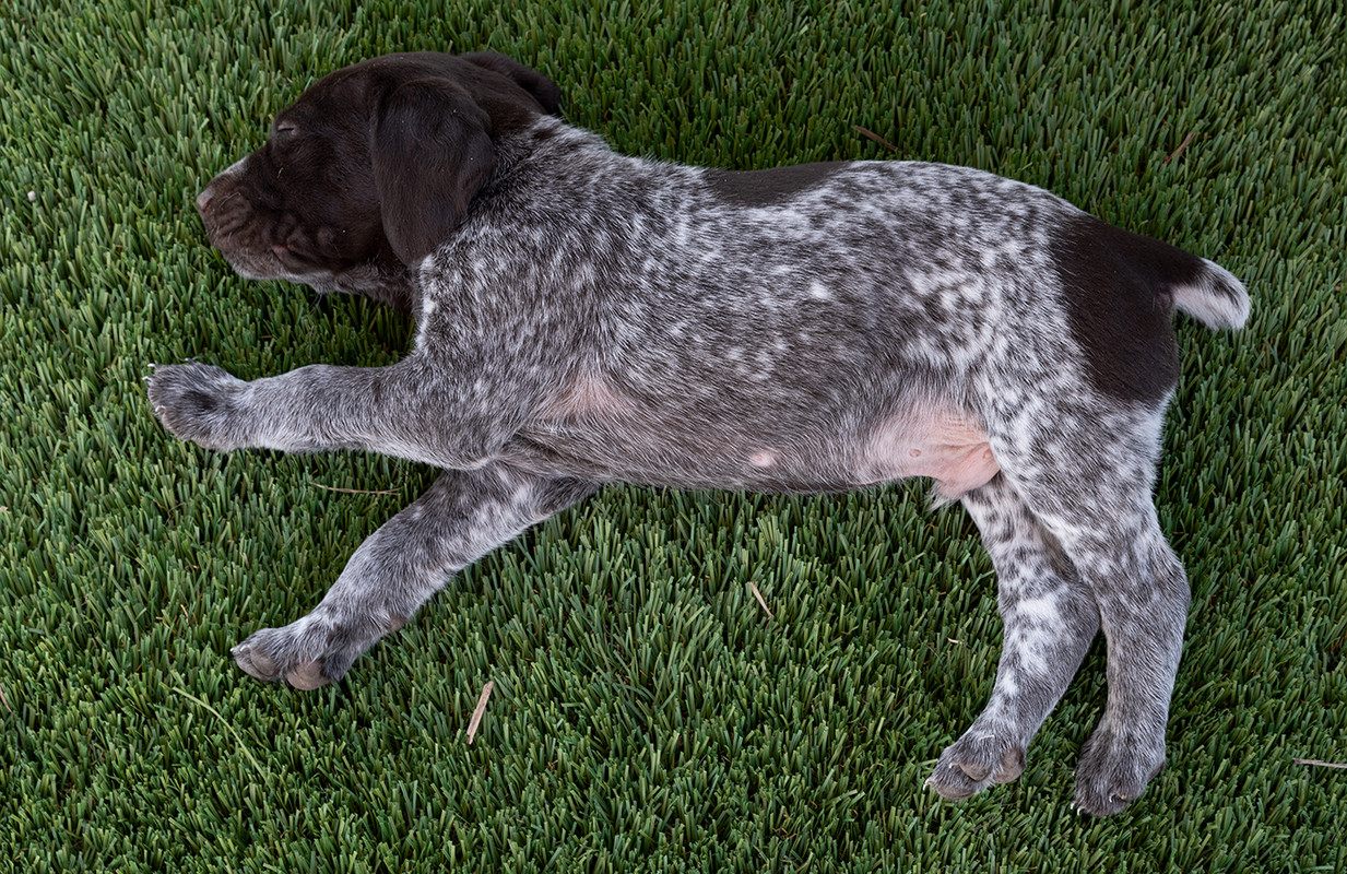 A1400Puppies4-25-2019_0058.jpg