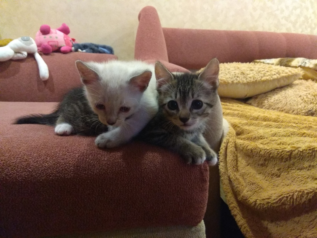 ШкетШпингалет1