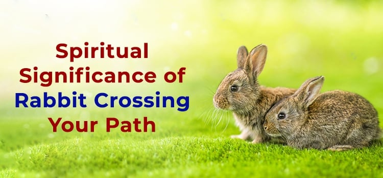 Spiritual Meaning of Rabbit Crossing Your Path