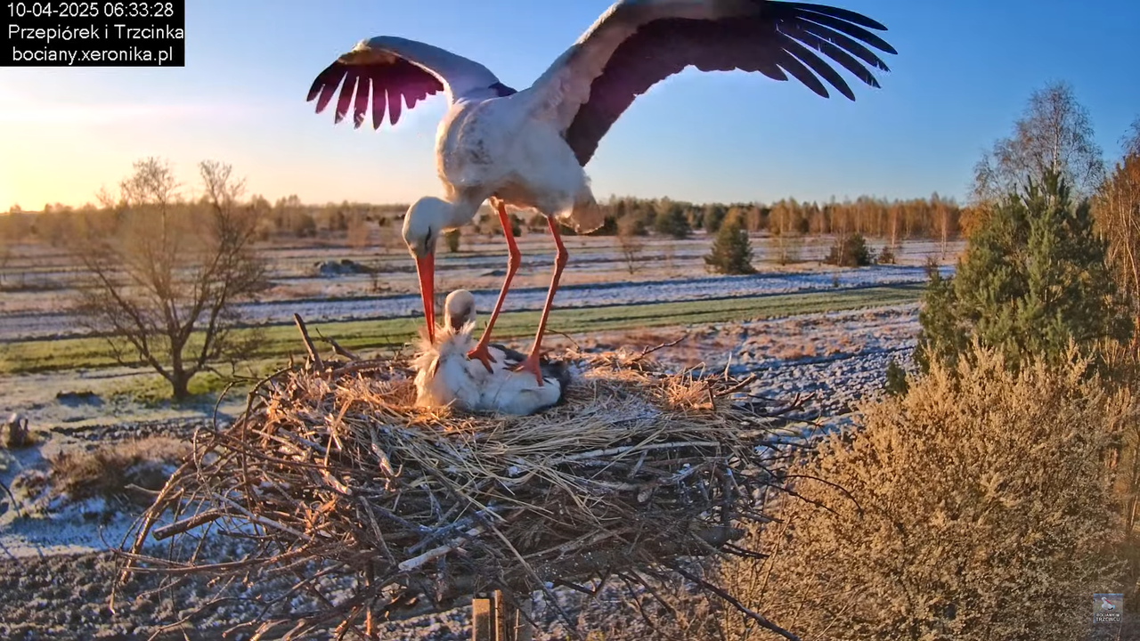10042025bociany (15)