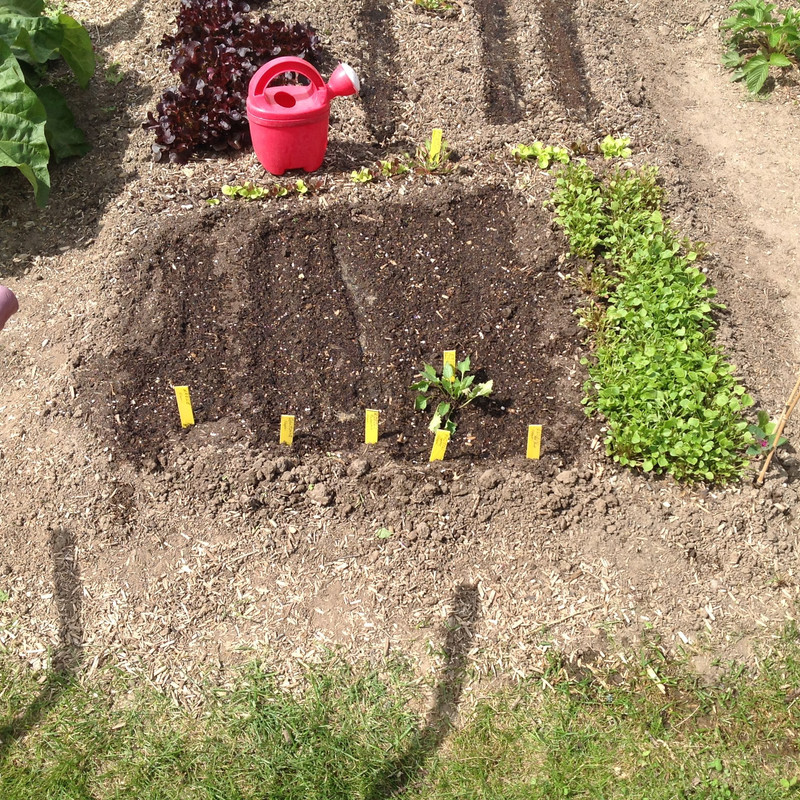 Kinderbeet nachgesät 14. Mai 2015 (2)