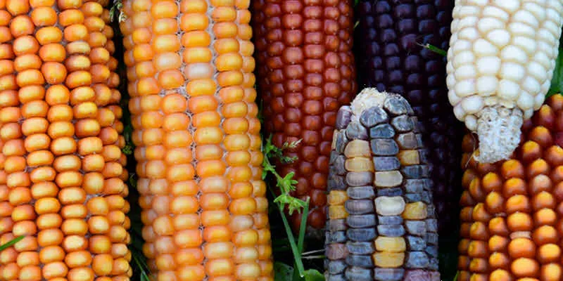 ¿Qué son los alimentos transgénicos y por qué hay controversia con el maíz?