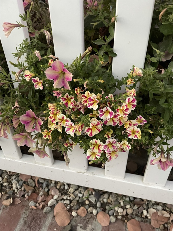 6-FC34-B1-C-08-E2-47-AB-8-C70-8-F2-F722-B4-A01-1-105-c