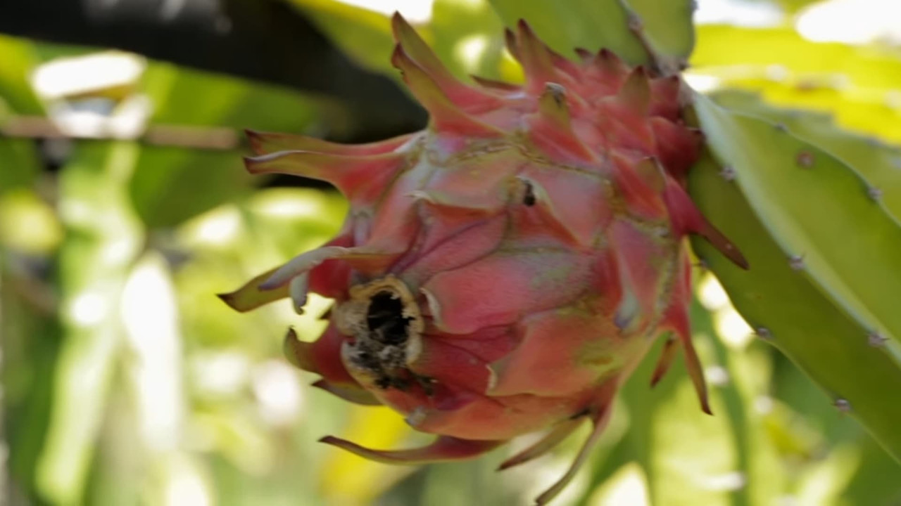 dragon-fruit-ripening.jpg