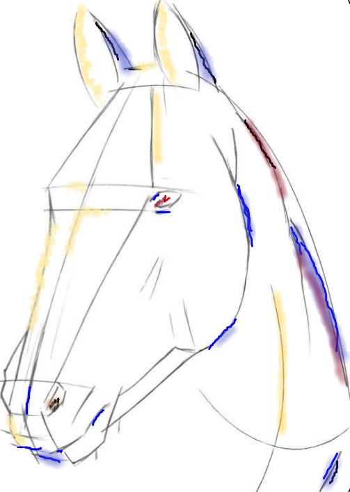 horse.jpg