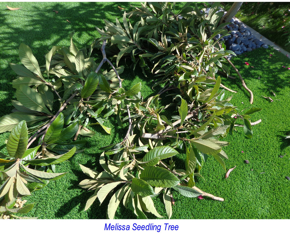 Melissa_Seedling-pic3(flowers)
