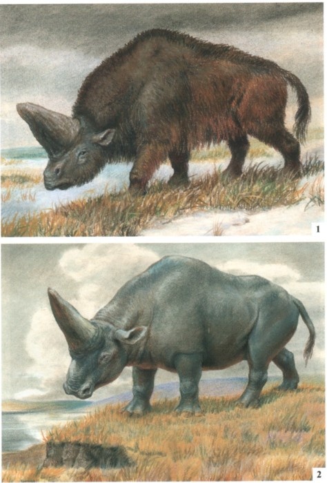 95d2d7c33d47504a82dd5276282d8e89--black-unicorn-the-unicorn