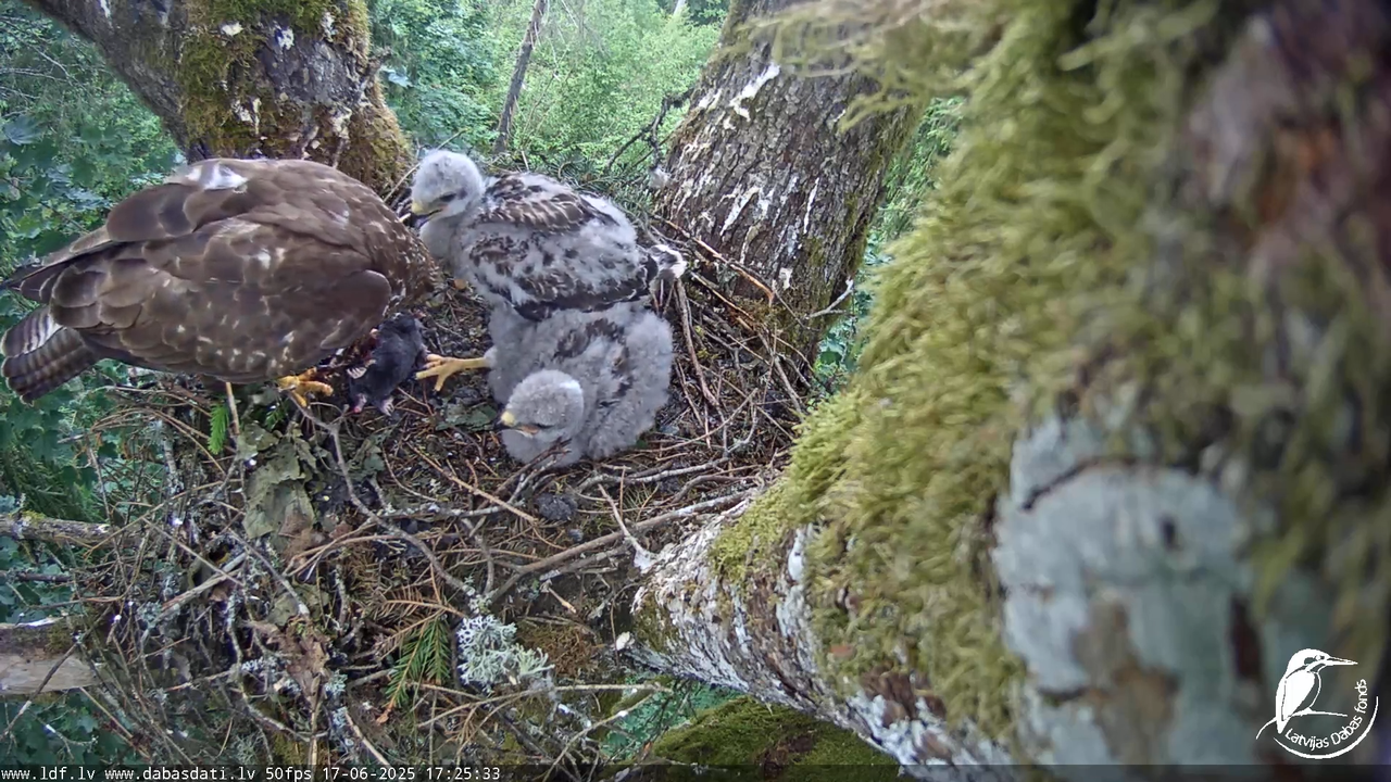 Melnās klijas (Milvus migrans) Kurzemē_ peļu klijāni (Buteo buteo) 13-3-38 screenshot