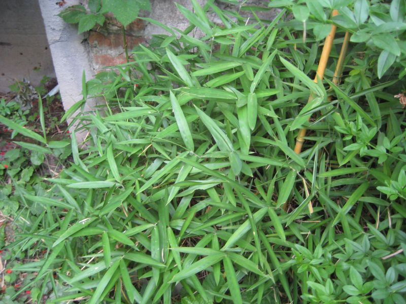 Pleioblastus pygmaeus