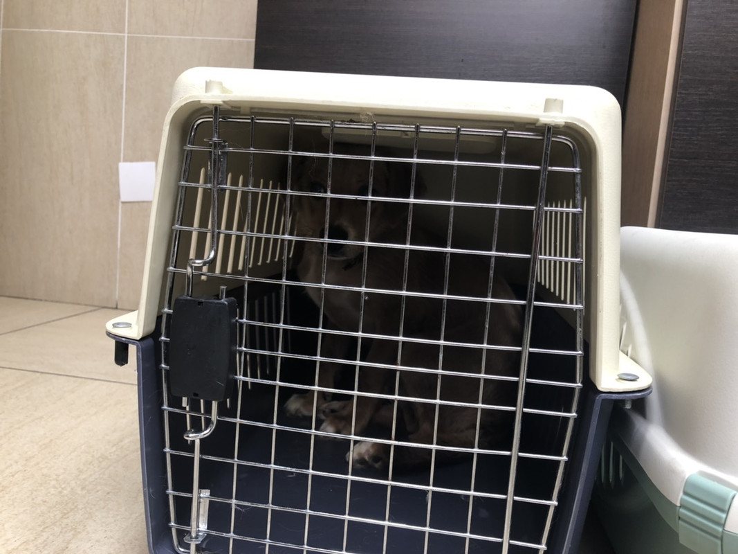 перед кастрацией2