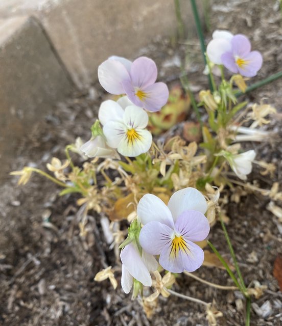 [Image: 18-BCCE99-4-C7-B-43-F4-A40-F-0344501-E8-CE7.jpg]