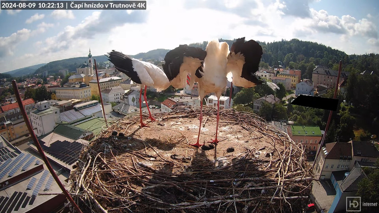 Živě z čapího hnízda na pivovarském komíně v Trutnově 14-56-59 screenshot