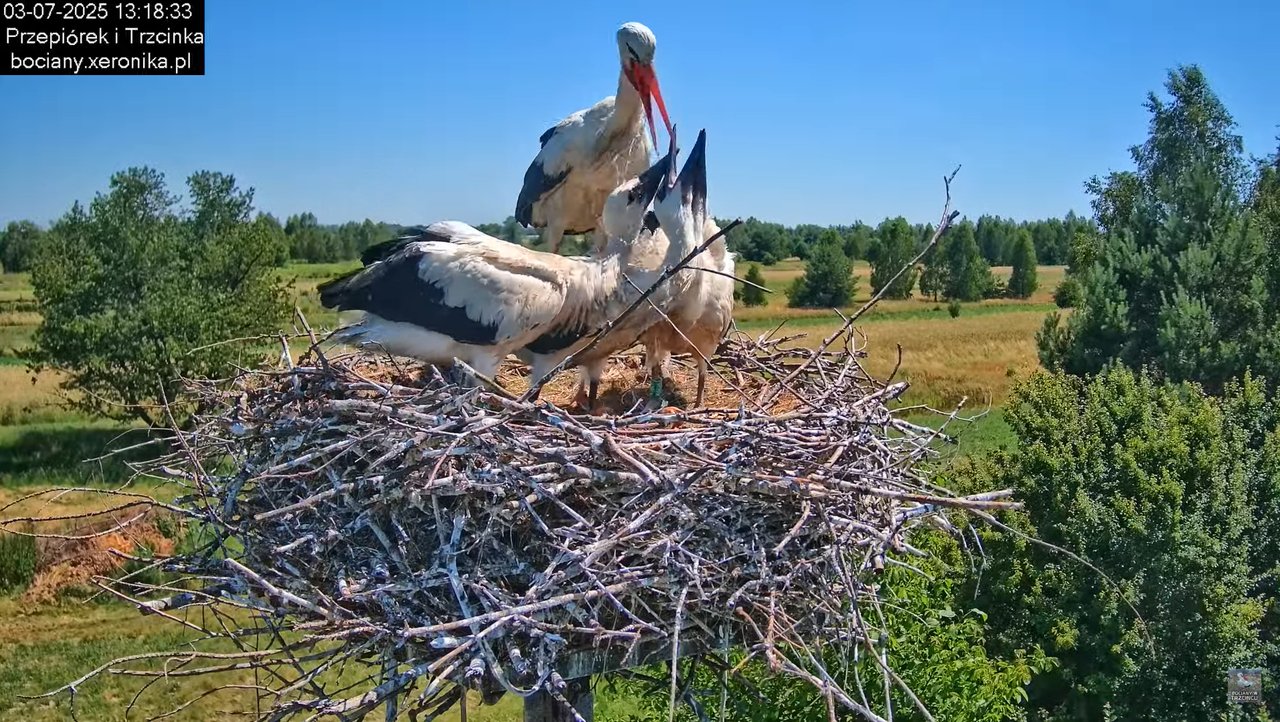 03072025bociany37